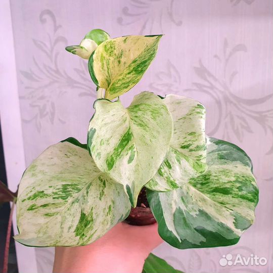 Комнатные растения, цветы