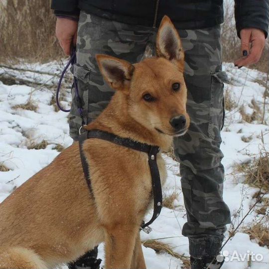 Собака в добрые руки