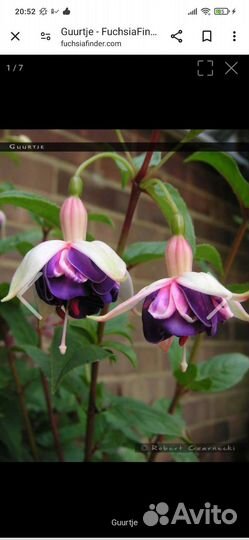 Фуксии сортовые