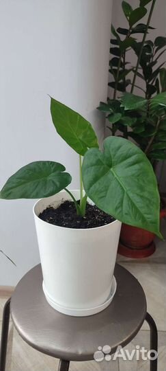 Алоказия, филодендрон, финиковая пальма, кислица