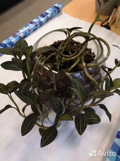 Орхидея лудизия