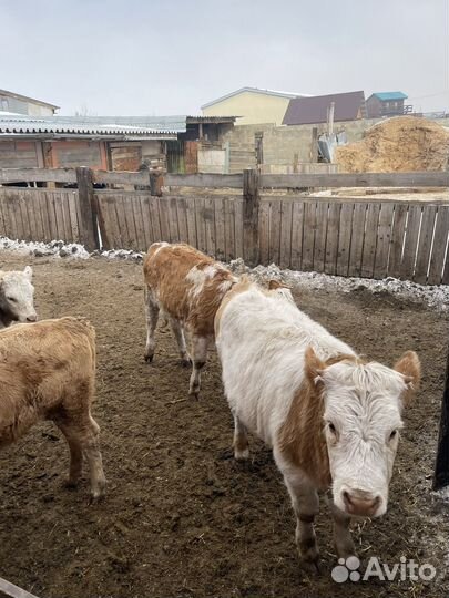 Телки и Бычки