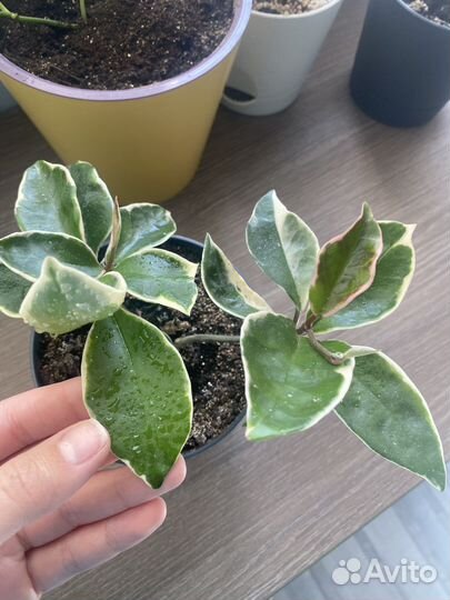 Комнатные растения