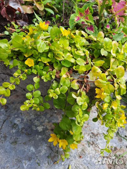 Дюшенея, вербейник монетчатый, колокольчики