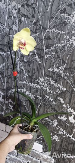 Орхидея фаленопсис