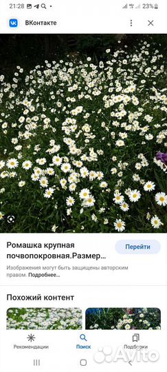 Цветы для сада