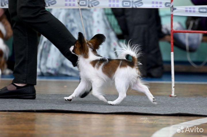 Щенок папийона кобель