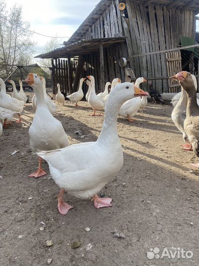 Гуси утиное/куриное/перепелиное яйцо