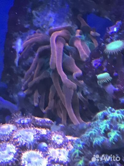 Актиния пузырчатая