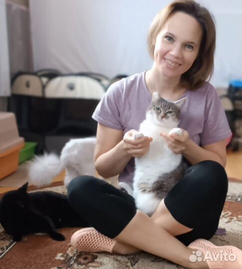 Передержка для кошек