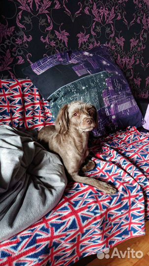 Отдам в добрые руки