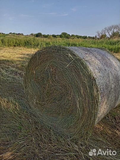 Продам сено в рулонах