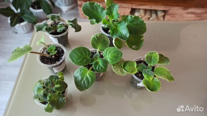 Детки сортовых фиалок