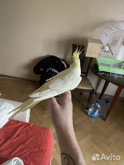 Попугай корелла пара