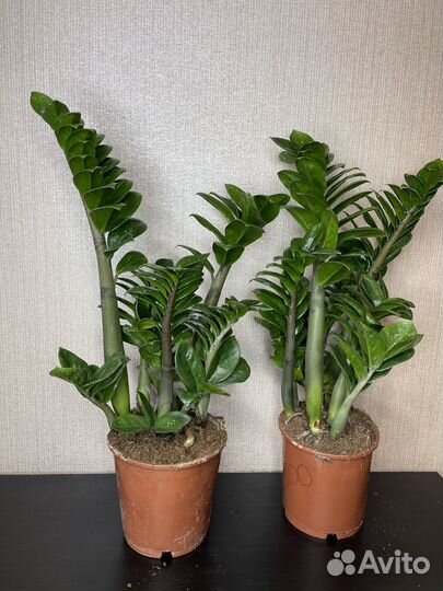 Замиокулькас зензи комнатные цветы