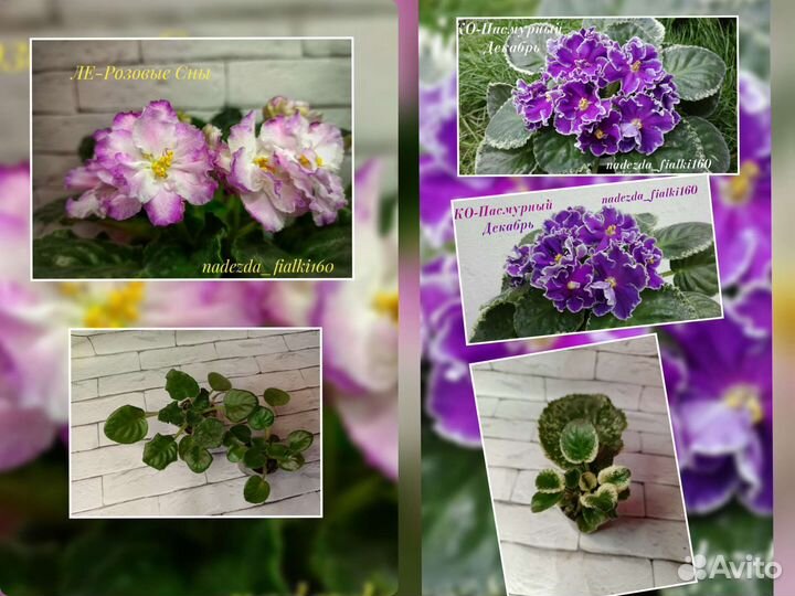 Фиалки сортовые