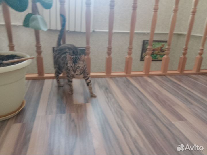 Бенгальская кошка