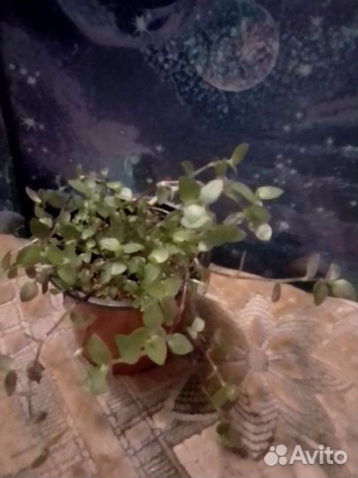 Кализия зелёная