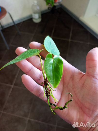 Антуриум красный