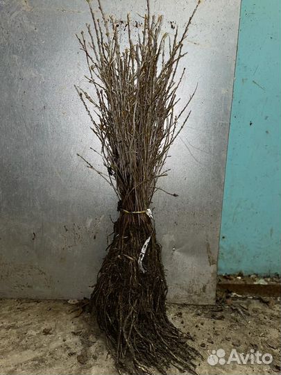 Перегной сыпец 2г,чернозем жирный,доставлю,1/15т