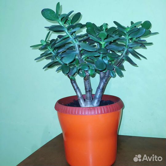 Денежное дерево (Толстянка)
