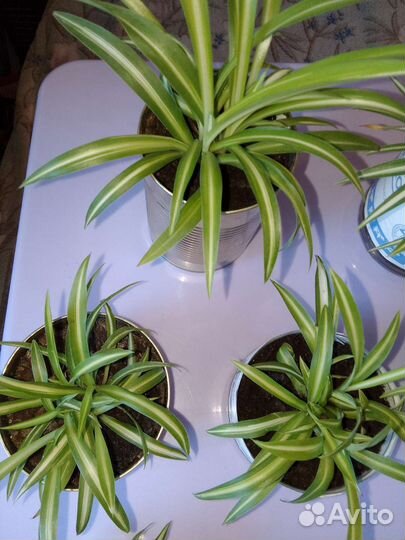 Хлорофитум хохлатый Витатум