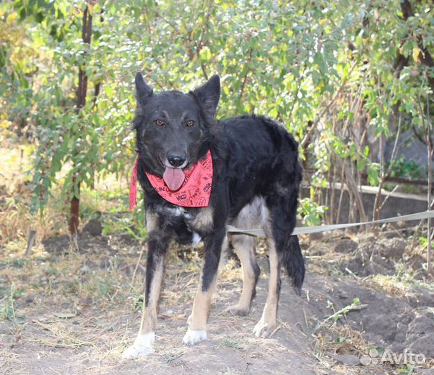 Мухтар в поисках дома