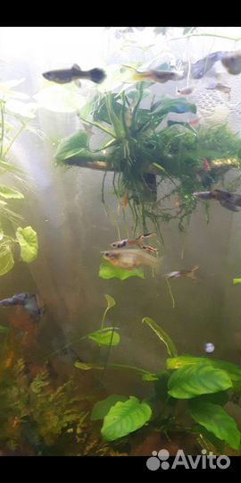 Рыбки, креветки, улитки, растения