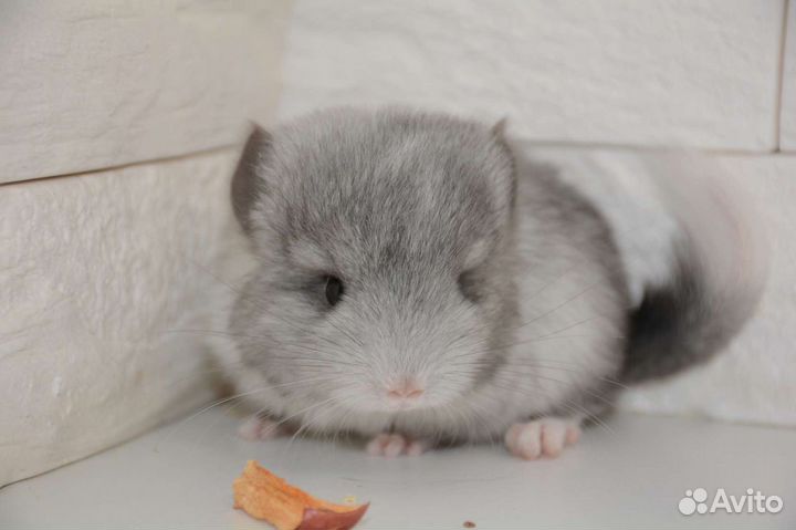 Шиншиллы малыши