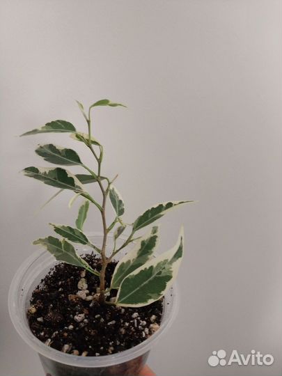 Фикусы триангулярис, пикси и т. д