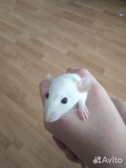 Крысы джамба