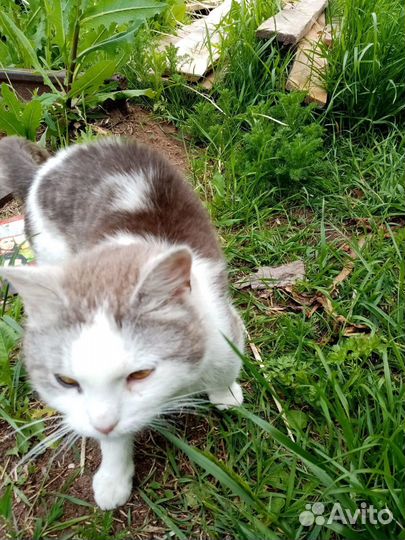 Подкинули кота.Ласковый