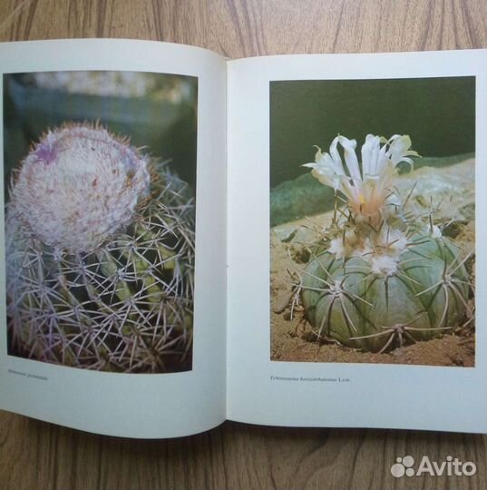 Колючее чудо. А. Урбан. 1983г