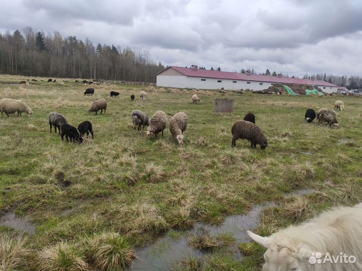 Овцы, бараны стадо