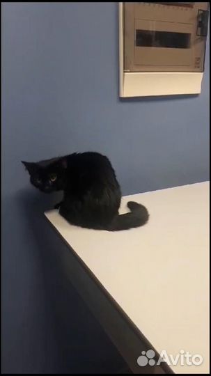 Породистых котят бросили в клинике