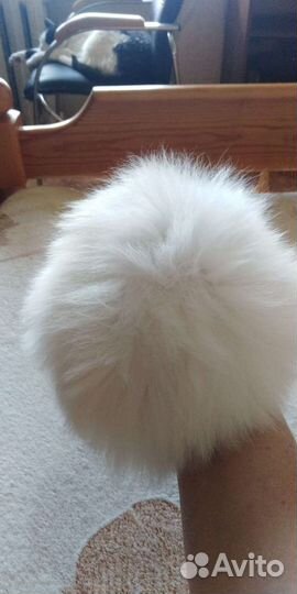 Котята турецкой ангоры