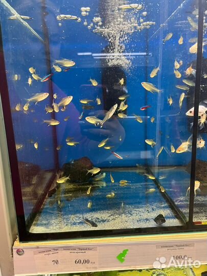 Рыбки аквариумные