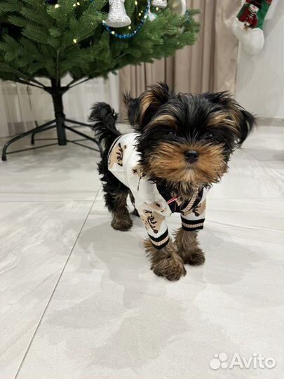 Кофта для собак