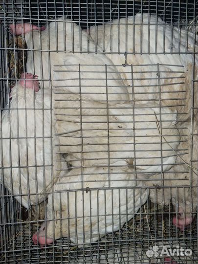 Молодка Несушка Белая