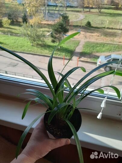 Гиппеаструм амариллис