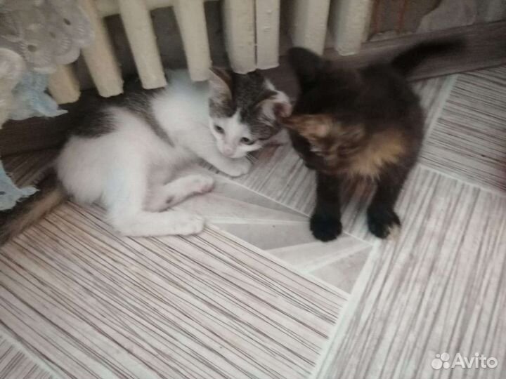 Девочка. Возраст 3 месяца. Стерилизация в подарок