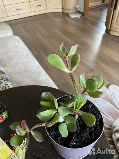 Комнатные цветы