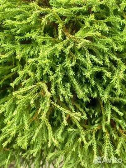 Туя на штамбе Голден Таффет