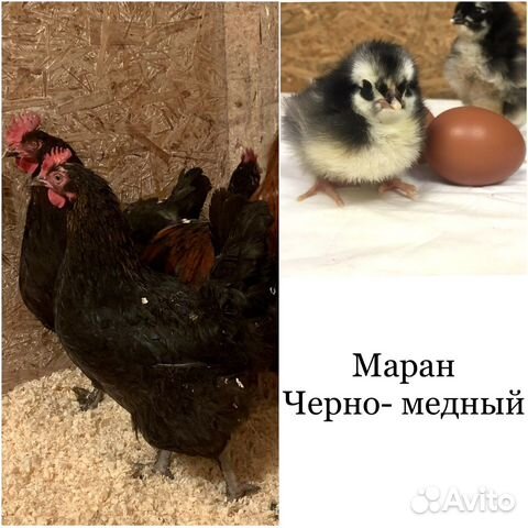 Инкубационное яйцо породных кур