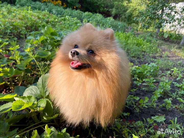 Померанский шпиц вязка кобель