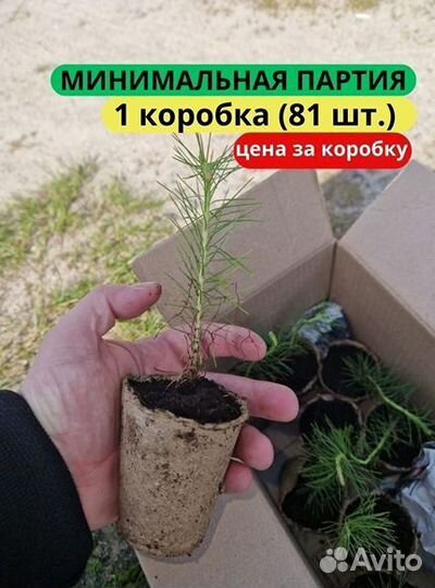 Саженцы ели европейской зкс от производителя