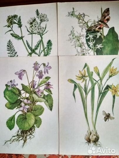 Книги о лекарственных травах