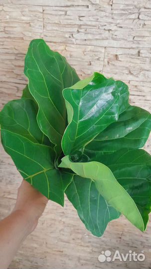 Фикус Лирата