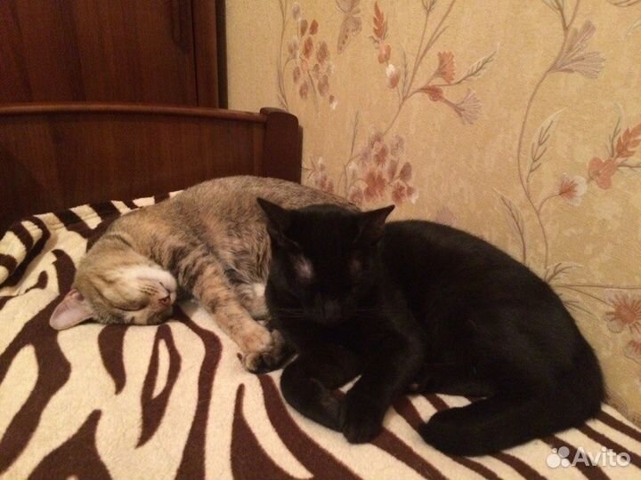 Домашняя зоогостиница