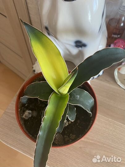 Сансевиерия звездная канарейка